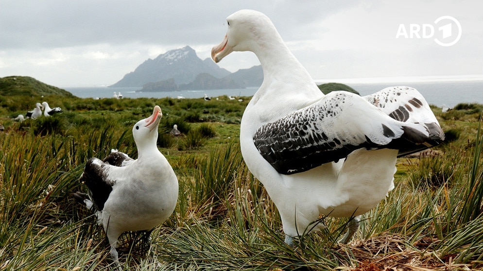 Insel der Albatrosse