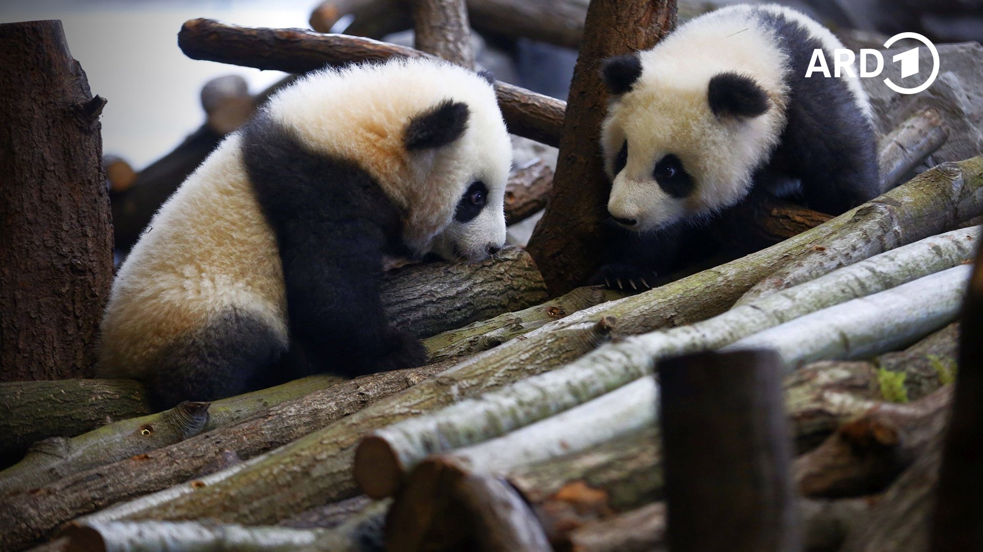 Pit und Paule - die Pandajungen aus Berlin