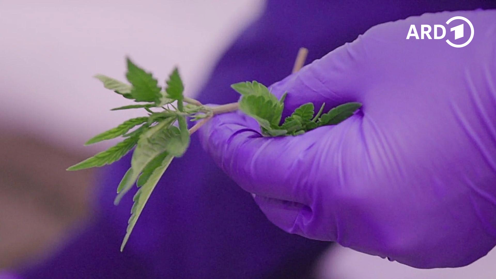 Gras auf Rezept - Medizinisches Cannabis im Kreuzfeuer