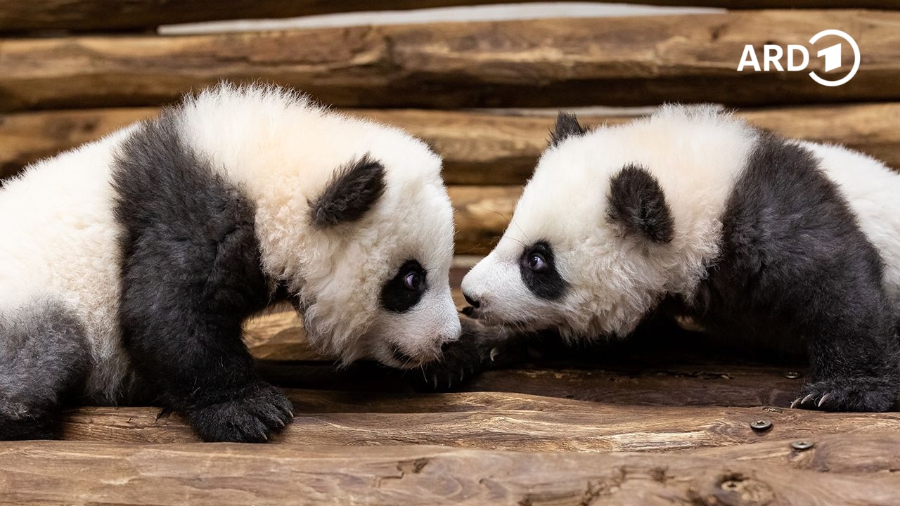 Zwei Pandababys in Berlin