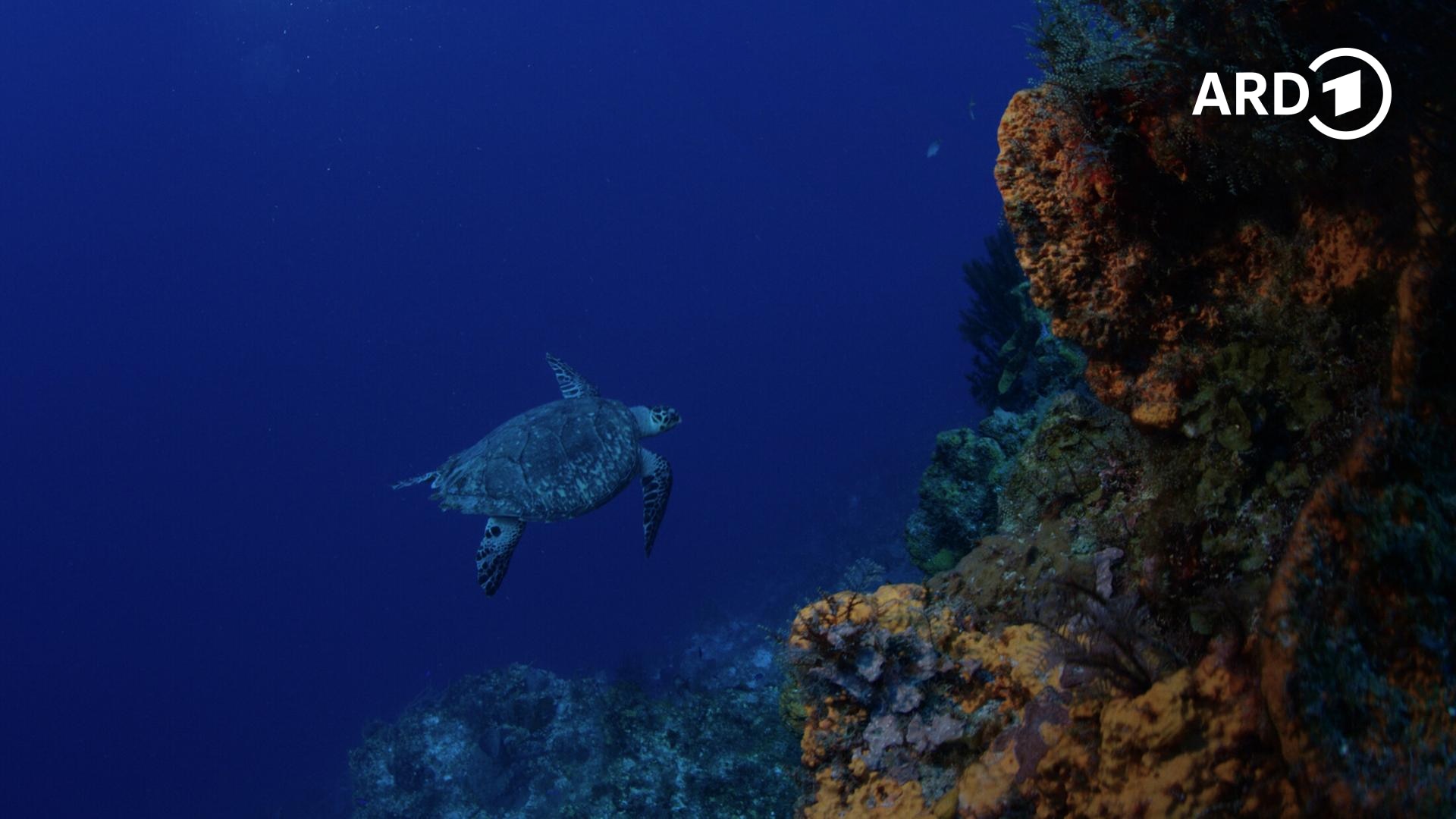 Die Karibik &middot; Korallenriffe und Nebelw&auml;lder