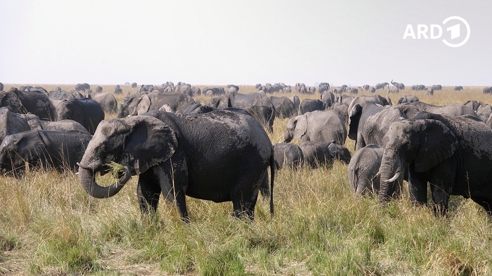 Ein Jahr unter Elefanten &middot; Zwei Hamburger im S&uuml;den Afrikas