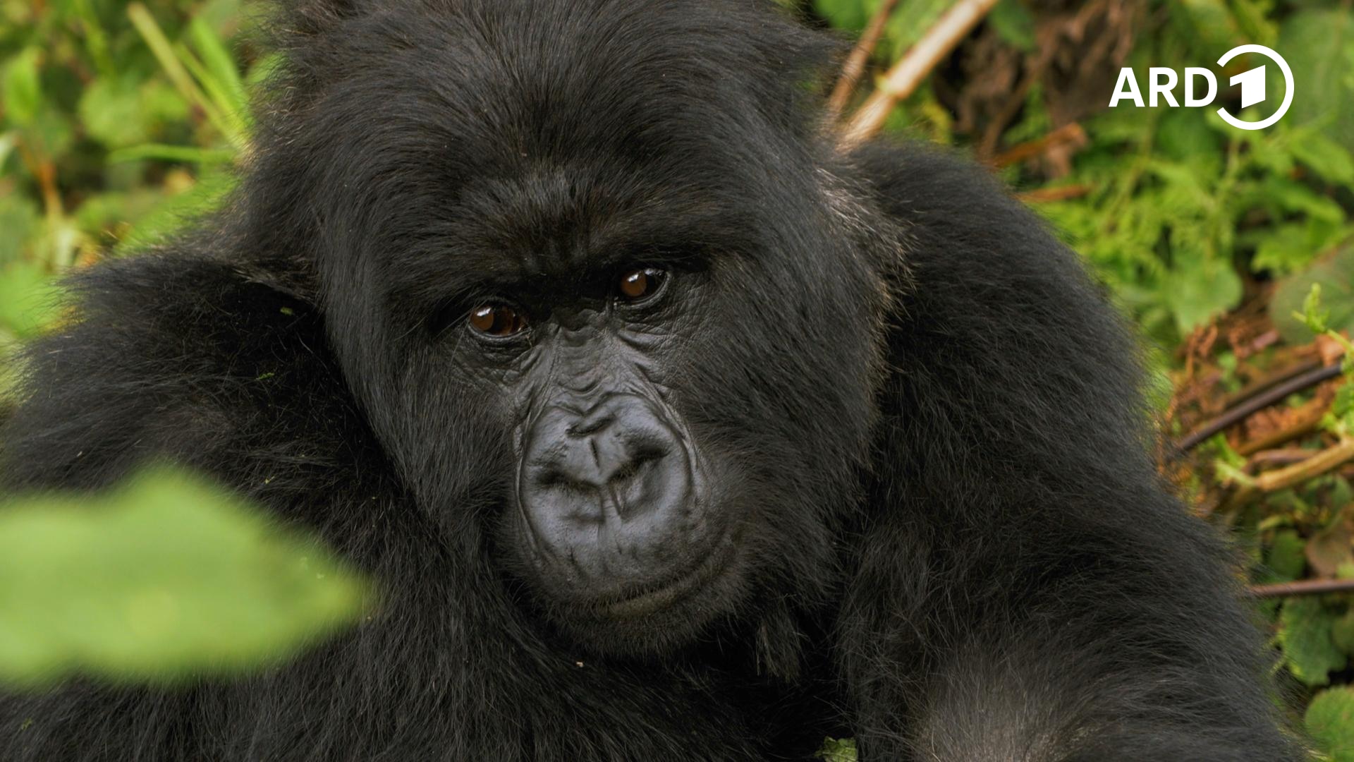 Gorillas unter Stress