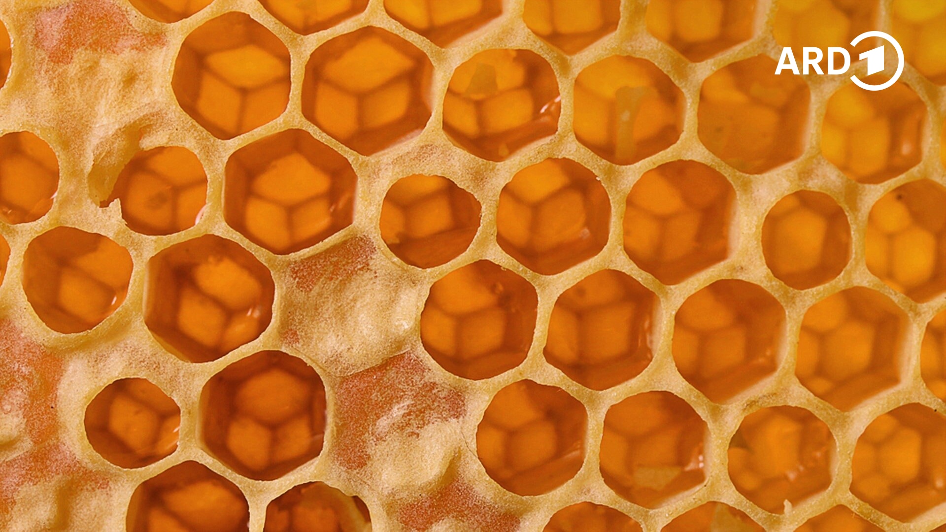 Unser Honig: Geliebt und gef&auml;hrdet