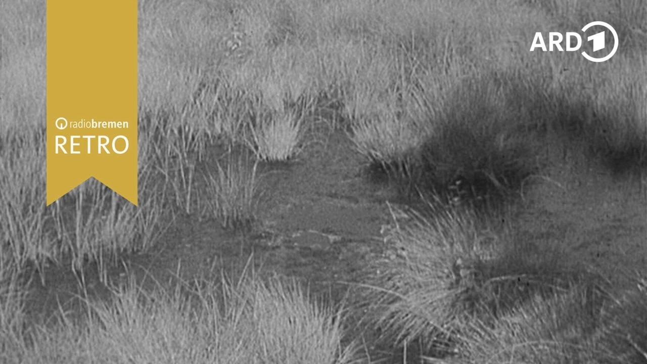 Tierleben im Moor (1963)