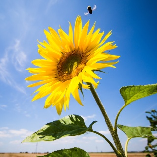 Baden-Württemberg, Fellbach: Bei viel Sonnenschein mit sommerlichen Temperaturen, fliegt eine Hummel zu einer Sonnenblume.