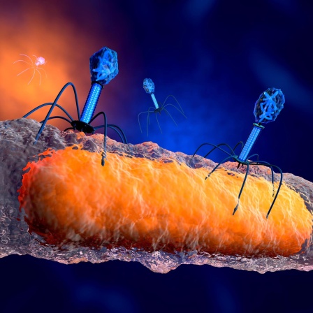 Stärker als böse Bakterien? - Bakteriophagen bekämpfen multiresistente Keime - Lieblingspodcast 2023