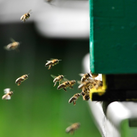 "Bienen sind soziale Wesen." | Bernd Grünewald über Bienen und Biodiversität
