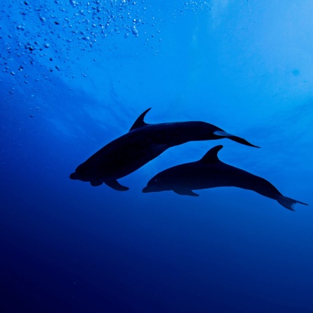 Silhouette zweier Delphine im Meer