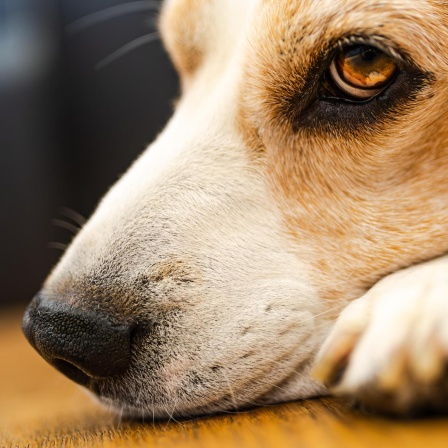 Demenz bei Haustieren - Daran erkennt man demente Katzen und Hunde (71)