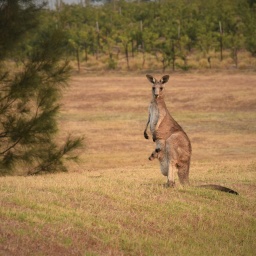 Ein Kanguru steht aufrecht mit aufgestellten Ohren und aufmerksamem Blick Richtung Kamera. Aus dem Beutel schaut ein Känguru-Baby in eine andere Richtung.