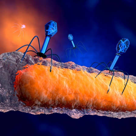 3D-gerenderte Illustration einer anatomisch korrekten Gruppe von Bakteriophagenviren, die ein Bakterium angreifen