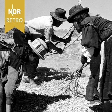 Peruanische Bauern dreschen Gerste im Dorf Chimu im Andenhochland, 1961.