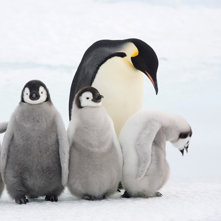 "Pinguine und Menschen können keine wirklichen Freunde werden." | Klemens Pütz, Pinguinforscher