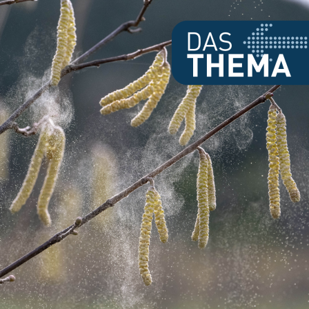 Die Nase juckt, die Augen tränen: Start in die Pollenflugsaison
