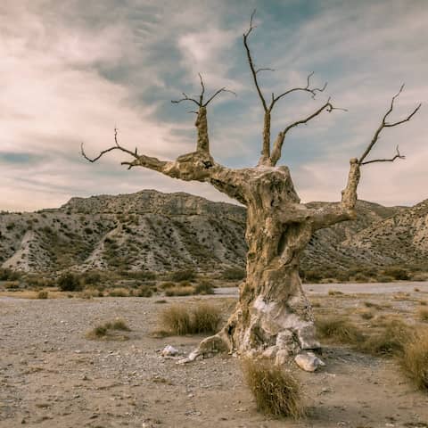 Blick auf den sogenannten "Executioner's Tree" in der Wüste von Tabernas (Foto: imago images / Alice Dias Didszoleit)