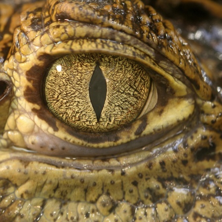 Auge eines Krokodils: Krokodile produzieren tatsächlich Tränen - allerdings nicht aus Trauer