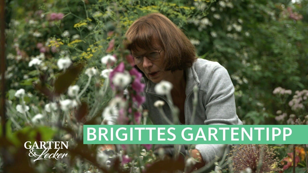 Garten & Lecker Tipp Gamander als Beeteinfassung ARD Mediathek