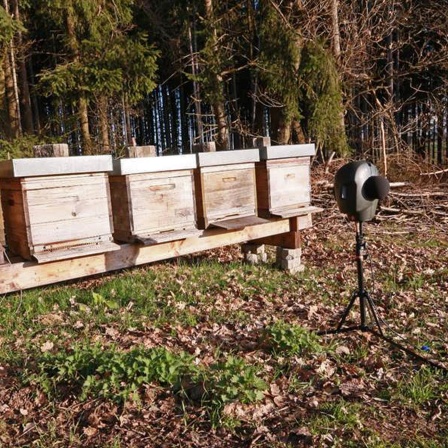 BONUSFOLGE: Fleißige Bienchen in 3D - Meditative Naturaufnahmen zum Entspannen