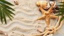 shells starfish sand
