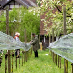 Hobbywinzer spannen Frischhaltefolie an Weinreben entlang, um die frischen Triebe vor Kälte zu schützen