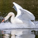 Haltern am See: Ein Höckerschwan verteidigt das Nest, indem das Weibchen brütet.