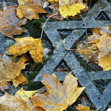 Auf einem jüdischen Friedhof  liegt feuchtes Herbstlaub auf einem Grab mit dem Davidstern.