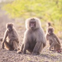Drei Affen mit grau-braunem Fell sitzen auf einer Schotterstraße und schauen in die Kamera, im Hintergrund ein grüner Strauch.