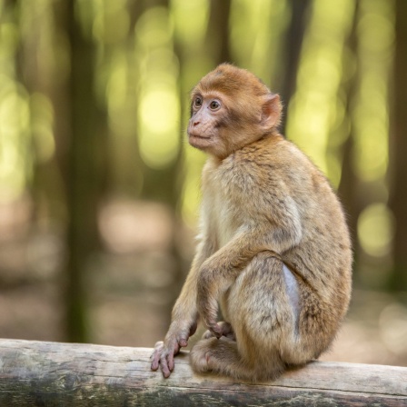 Das Wissen · Die Zukunft der Zoos - Tierrechte und Artenschutz im Konflikt · Podcast in der ARD ...