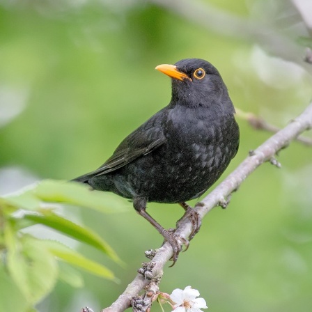 Die Amsel - Vom Zugvogel zum Dauergast