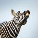 Ein Zebra zeigt seine Zähne.