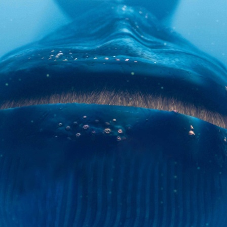 Die Tierdocs: Blauwal fühlt sich zu dick