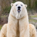 Ein Eisbär im Hannover Zoo