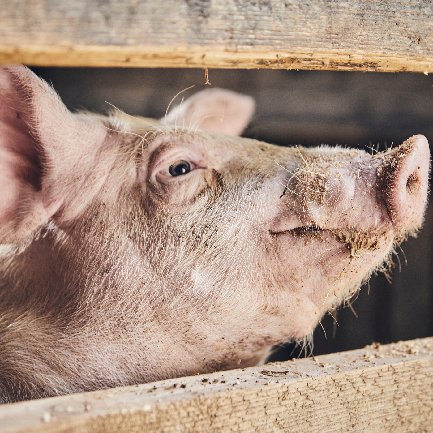 Ernte Gut, Alles Gut? Die Großen Themen Der Landwirtschaft · Wer Zahlt ...