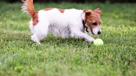 Wer Weiß Denn Sowas? - Was Brauchen Hunde Immer öfter.