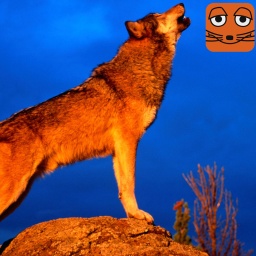 Heulender Grauwolf im Abendlicht