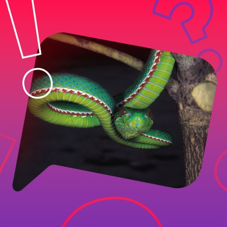 Trimeresurus species