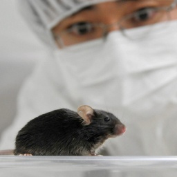 Genetisch veränderte Lebewesen - so wichtig sind sie in der Medizin