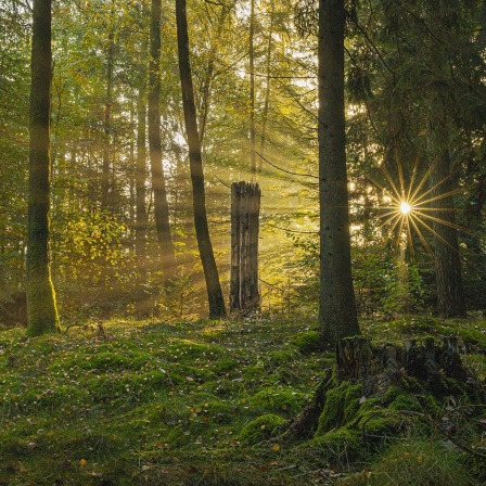 Sonnenlicht sucht seinen Weg durch den teils noch grünen Langenberger Forst