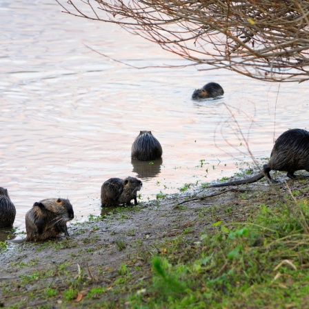 Mehrere Nutrias am Ufer und im Wasser. Symbolfoto