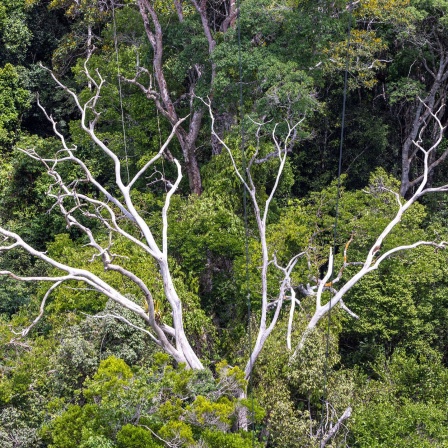 Klimaschutz Regenwald