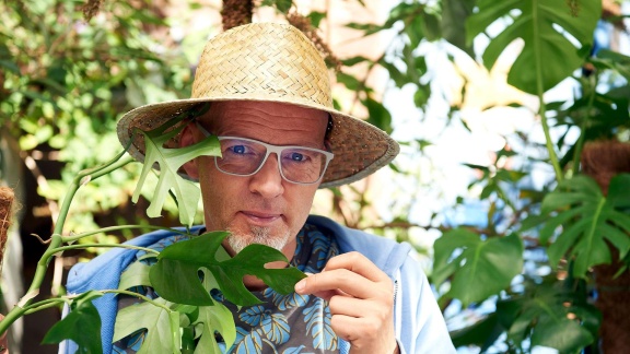 Wissen Vor Acht - Natur - Das Fensterblatt – Der hipster Unter Den Zimmerpflanzen