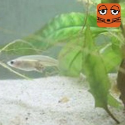 Evers-Reisfisch in einem Aquarium