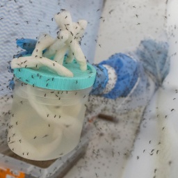 Zahlreiche mit Wolbachia-Bakterien modifizierte Gelbfiebermücken (Aedes Aegypti) fliegen in einem Insektenkäfig. 