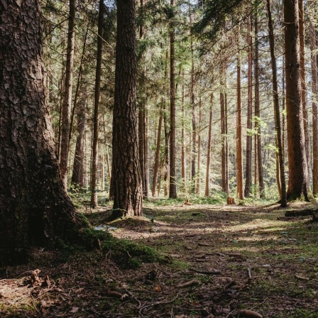 Bayerns Wälder - Von der Wildnis zum Forst