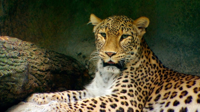 Nahaufnahme eines liegenden Leoparden
