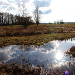 Nass und artenreich - Was tut sich im naturnahen Moor?