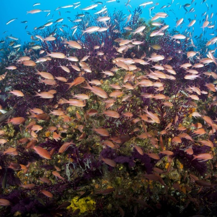 Meerestiere im Klimawandel - Wenn das Wasser immer wärmer wird