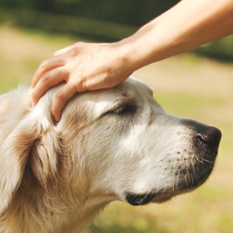 Eine Hand streichelt einen Labrador.