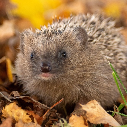 Igel im Herbst